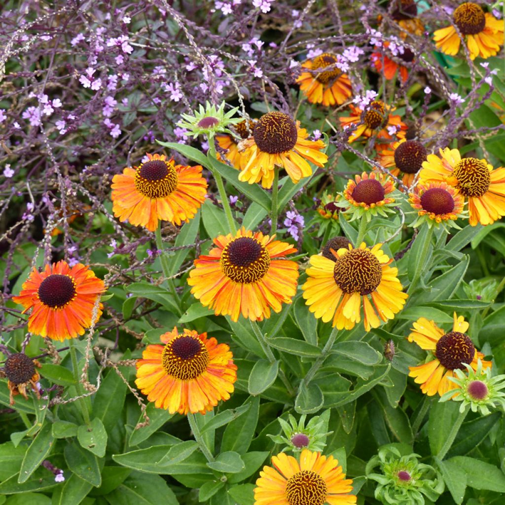 Helenium Short'n Sassy - Zonnekruid