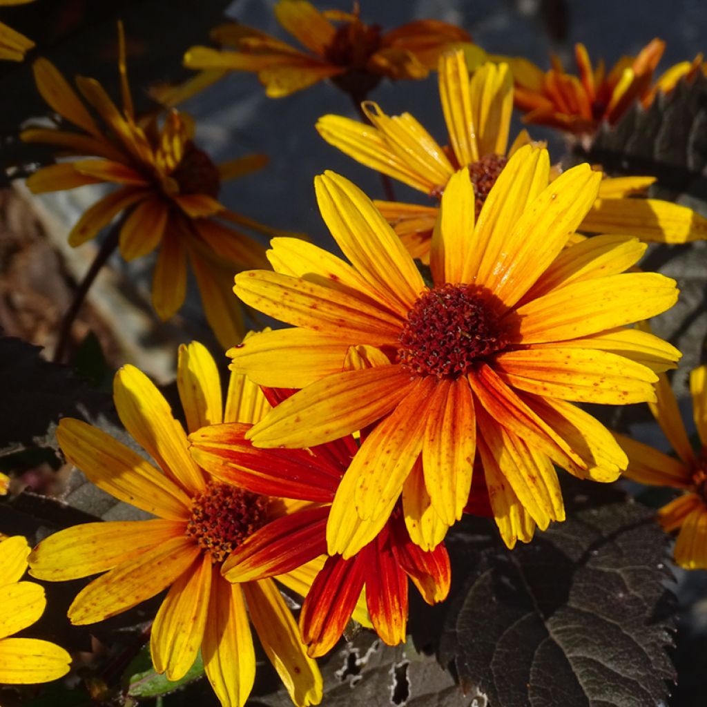 Helenium Strawberry Sundae - Zonnekruid