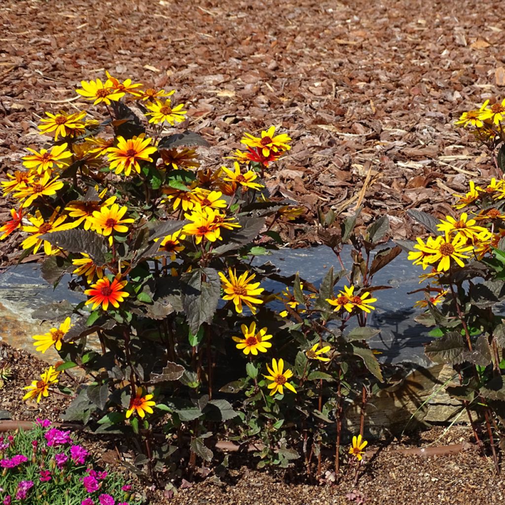 Helenium Strawberry Sundae - Zonnekruid
