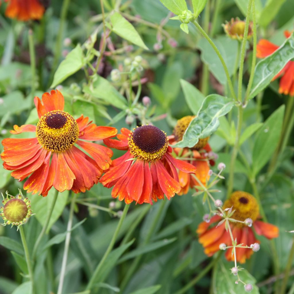 Helenium Waltraut - Zonnekruid