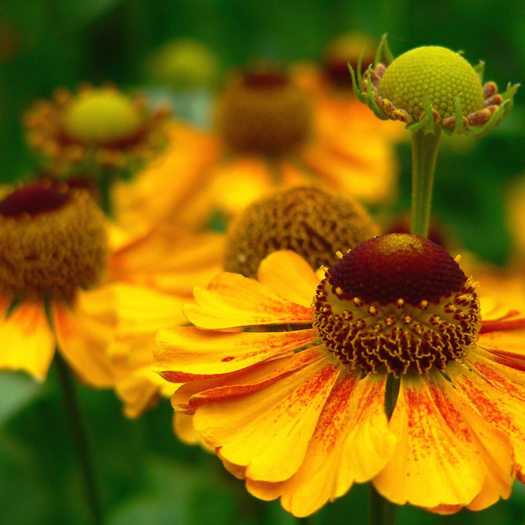 Helenium automnale Zimbelstern - Zonnekruid
