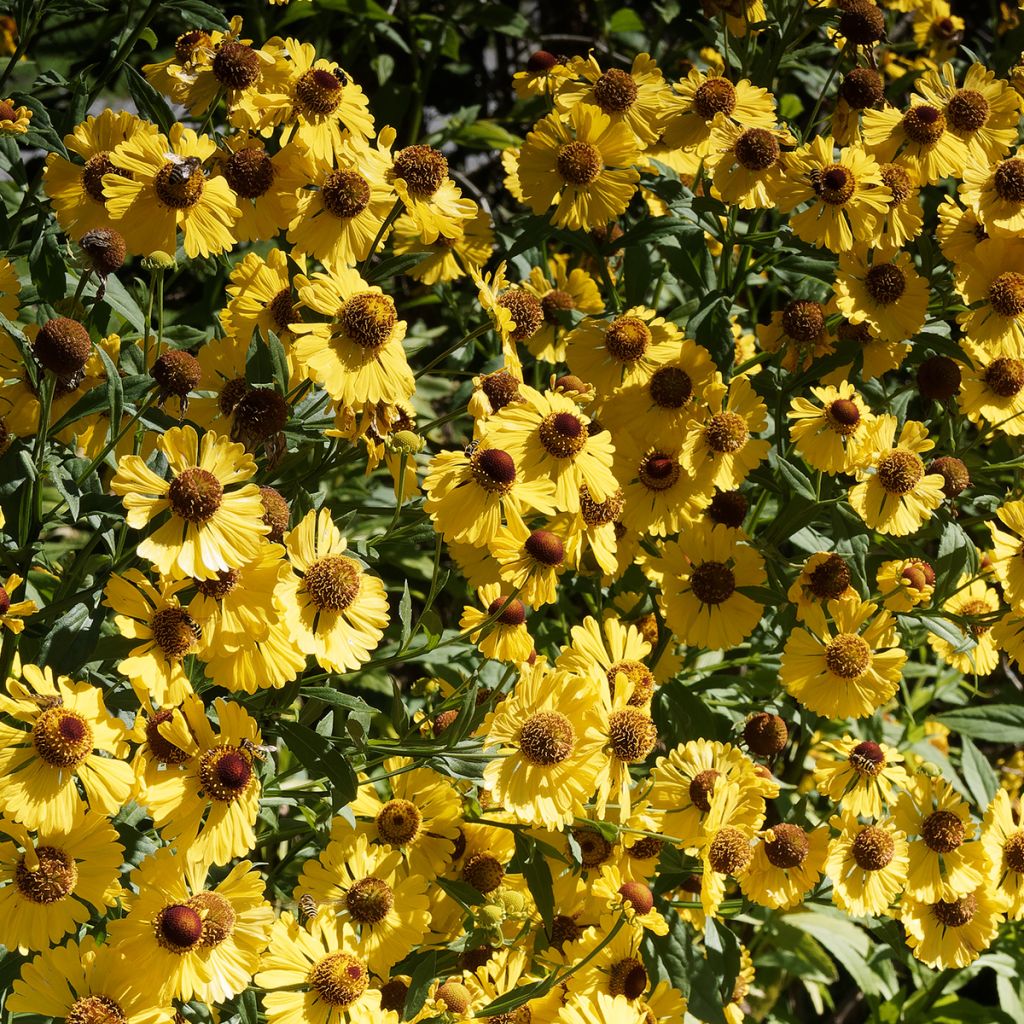 Helenium autumnale Pumilum Magnificum - Zonnekruid