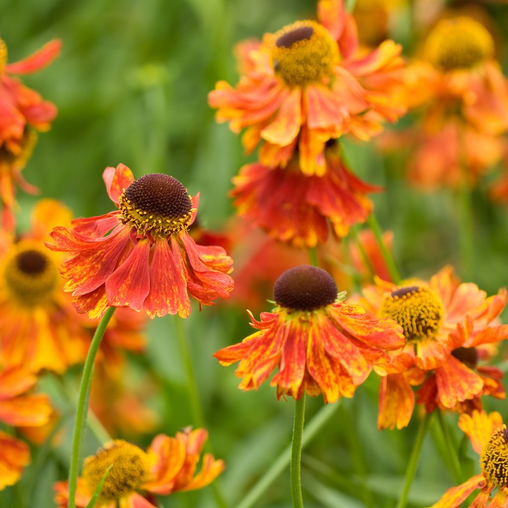 Helenium Moerheim Beauty - Zonnekruid