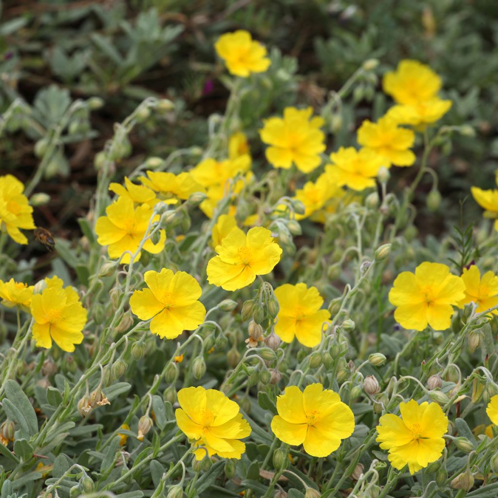 Helianthemum Wisley Primrose - Zonneroosje