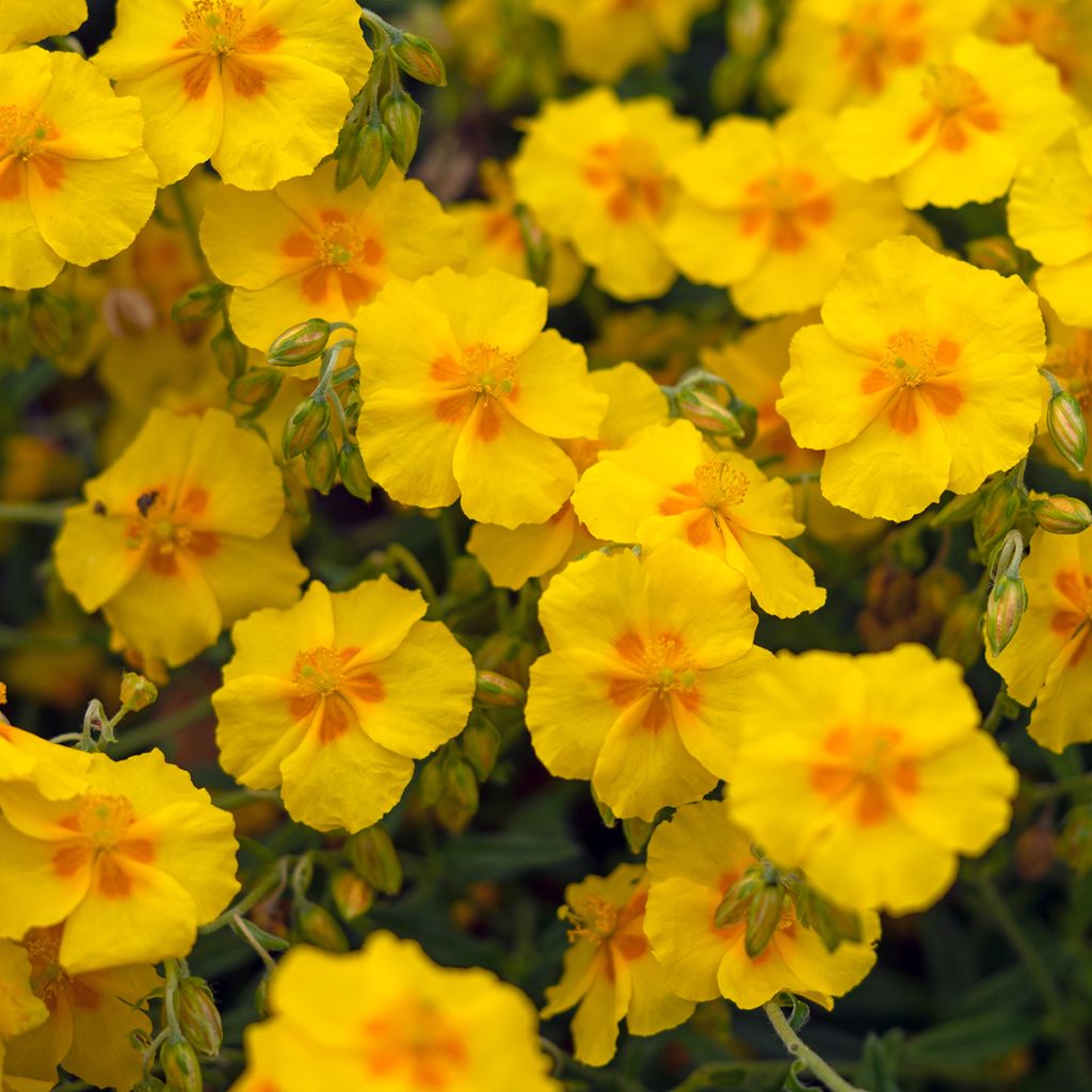 Helianthemum Ben Fhada - Zonneroosje