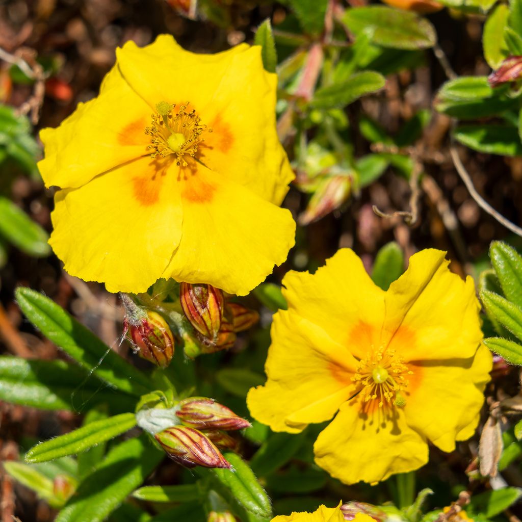Helianthemum Ben Fhada - Zonneroosje