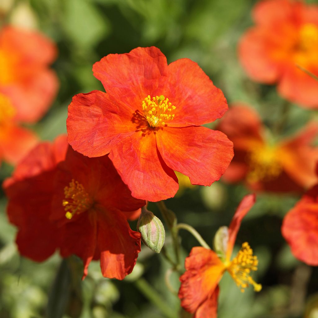 Helianthemum Fire Dragon - Zonneroosje