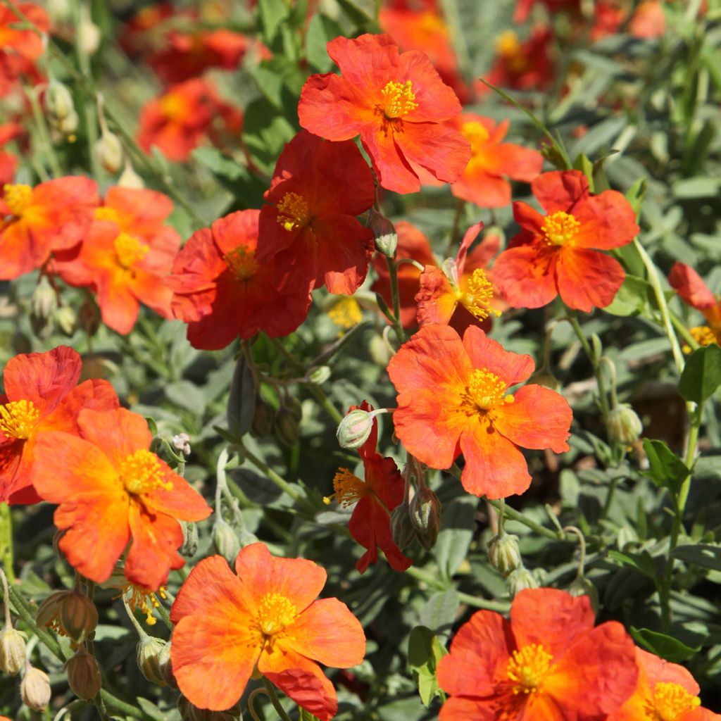 Helianthemum Fire Dragon - Zonneroosje