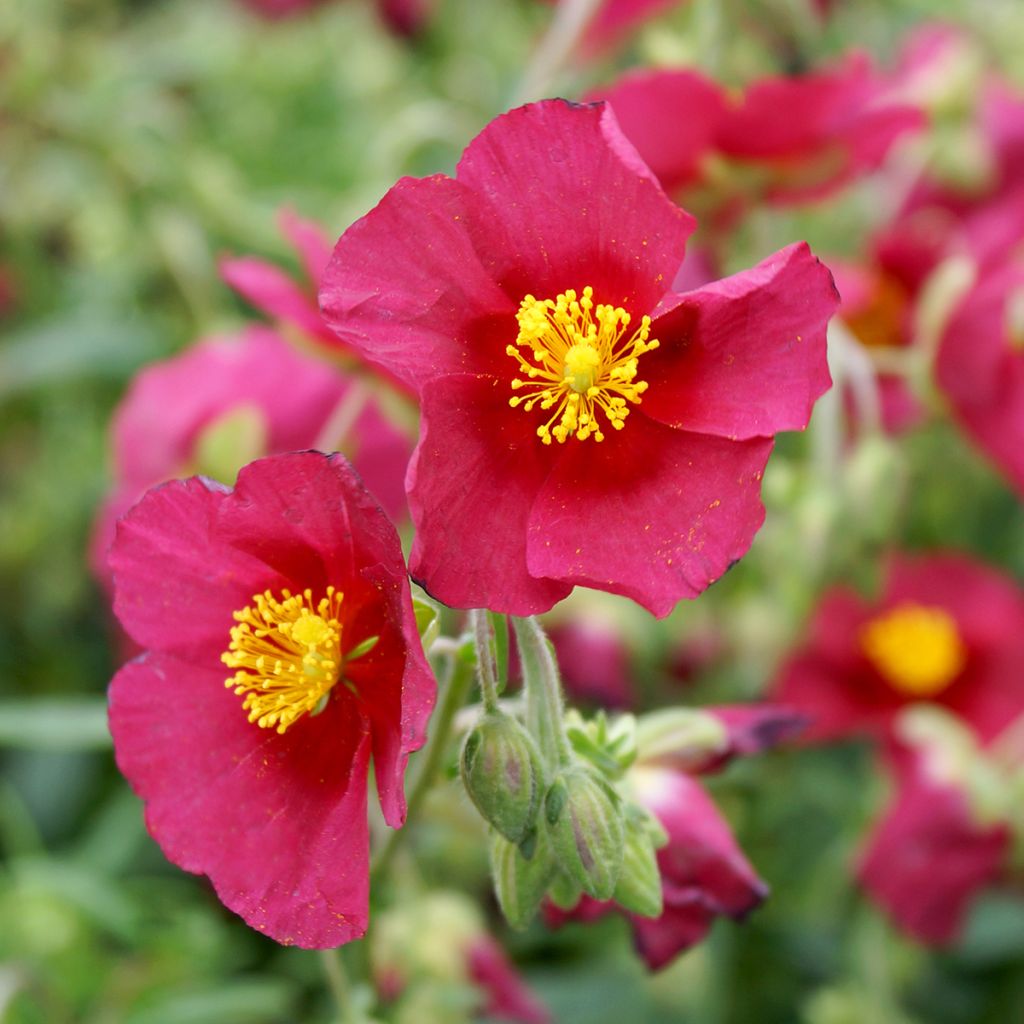 Helianthemum Hartswood Ruby - Zonneroosje