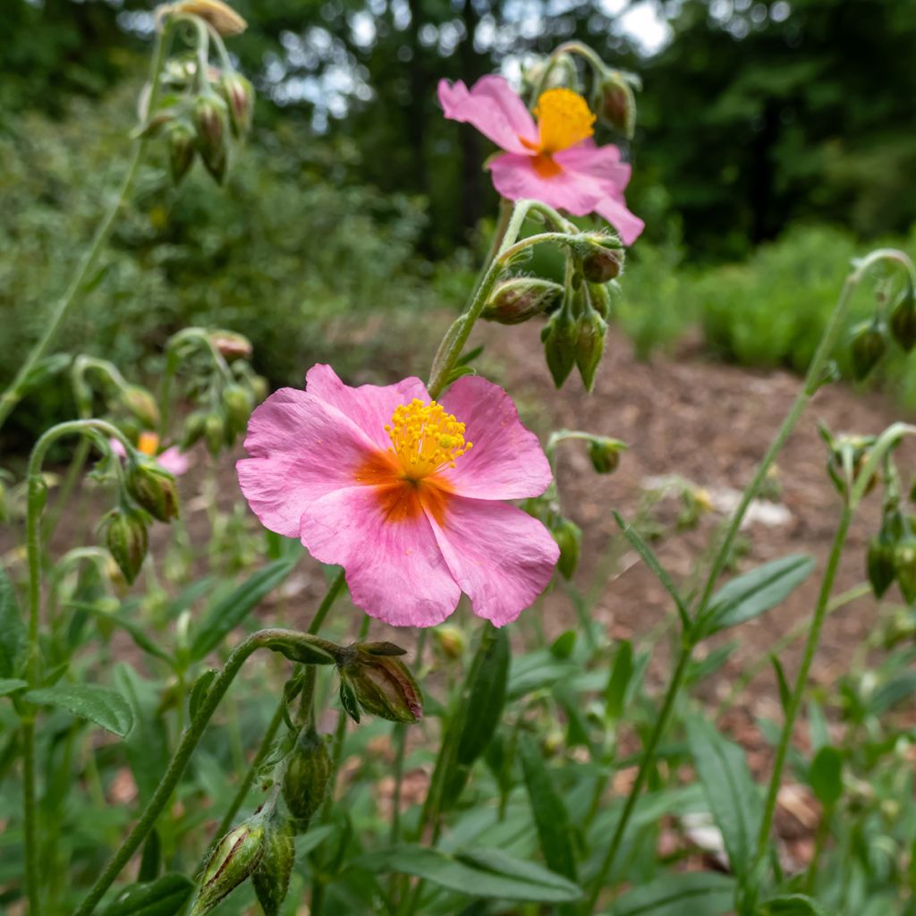 Helianthemum Lawrensons Pink - Zonneroosje