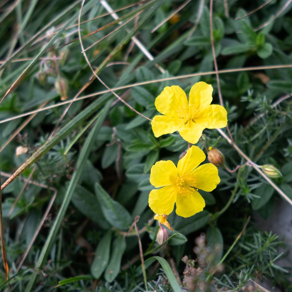 Helianthemum nummularium - Geel zonneroosje