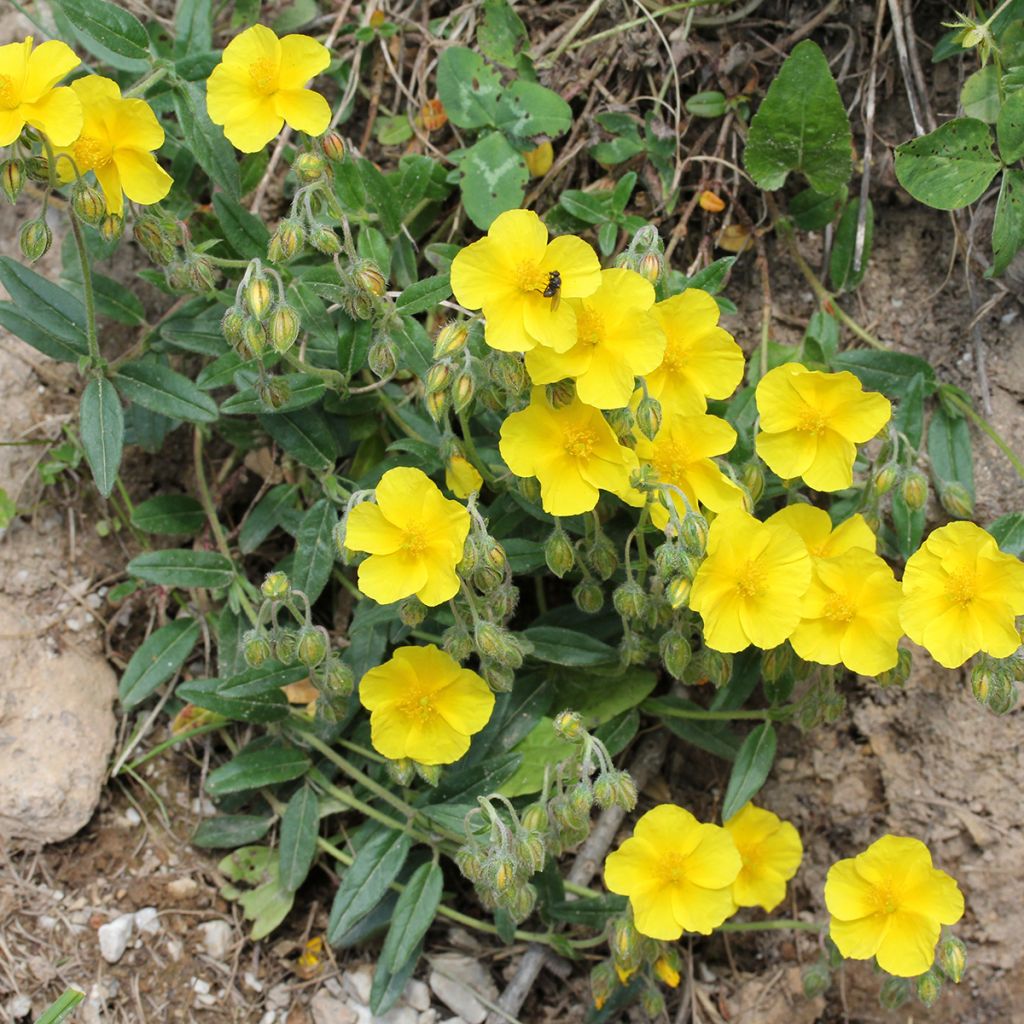 Helianthemum nummularium - Geel zonneroosje