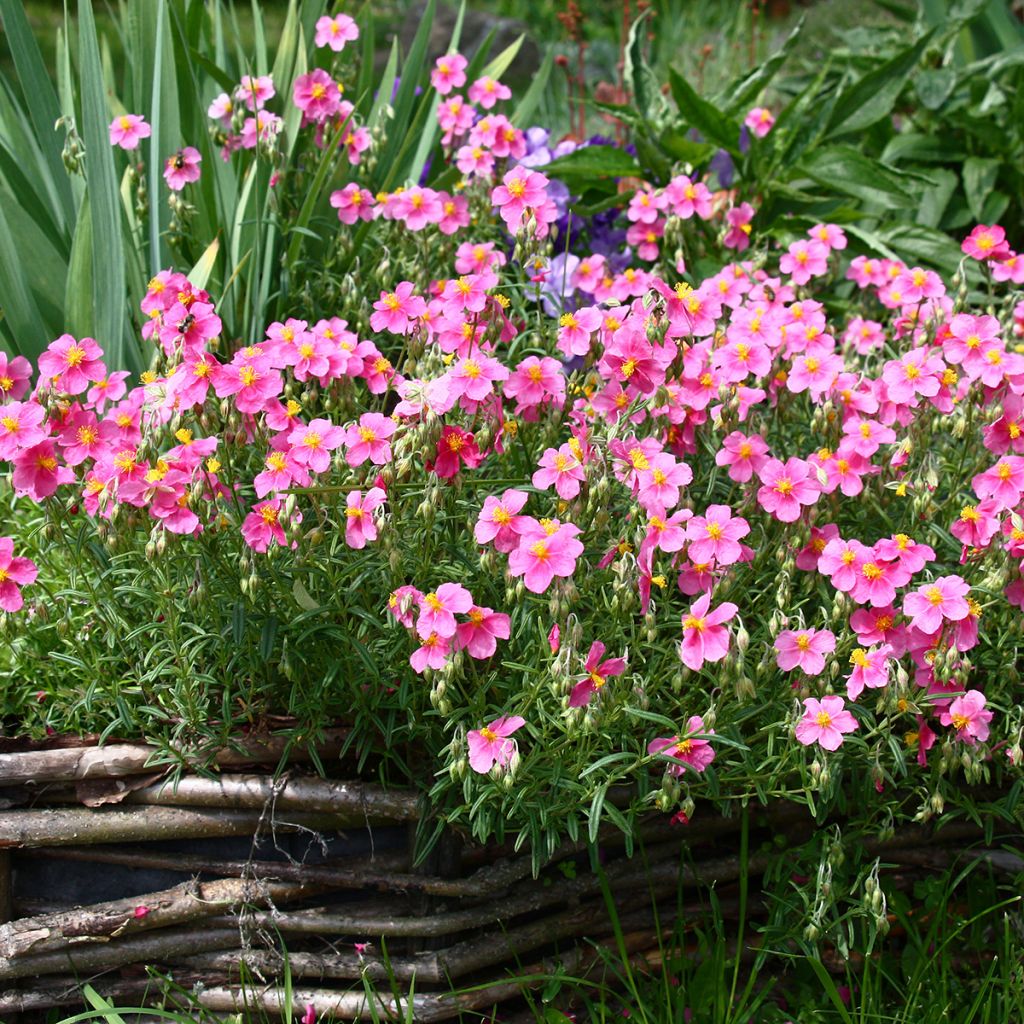 Helianthemum Lawrensons Pink - Zonneroosje