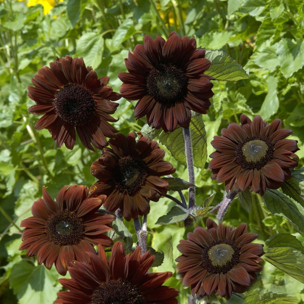 Zonnebloem Claret F1 (zaad) - Helianthus annuus