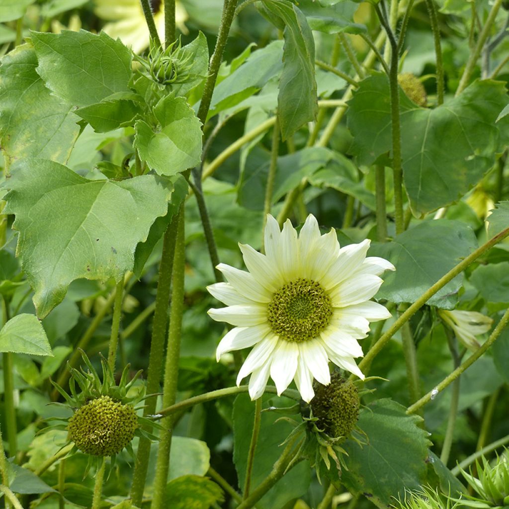 Helianthus debilis subsp. cucumerifolius Italian Green Heart (zaad) - Vaste zonnebloem