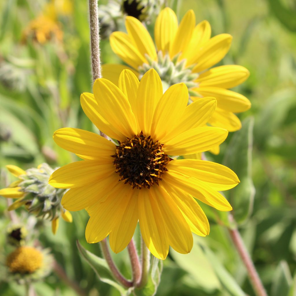 Helianthus mollis - Vaste zonnebloem
