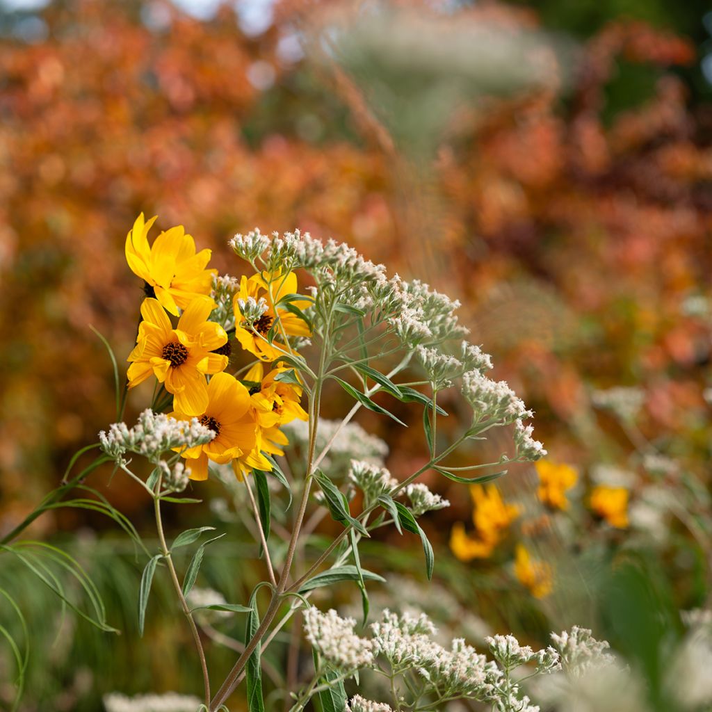 Helianthus salicifolius - Wilgebladzonnebloem