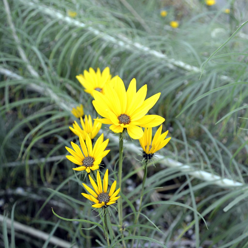 Helianthus salicifolius - Wilgebladzonnebloem