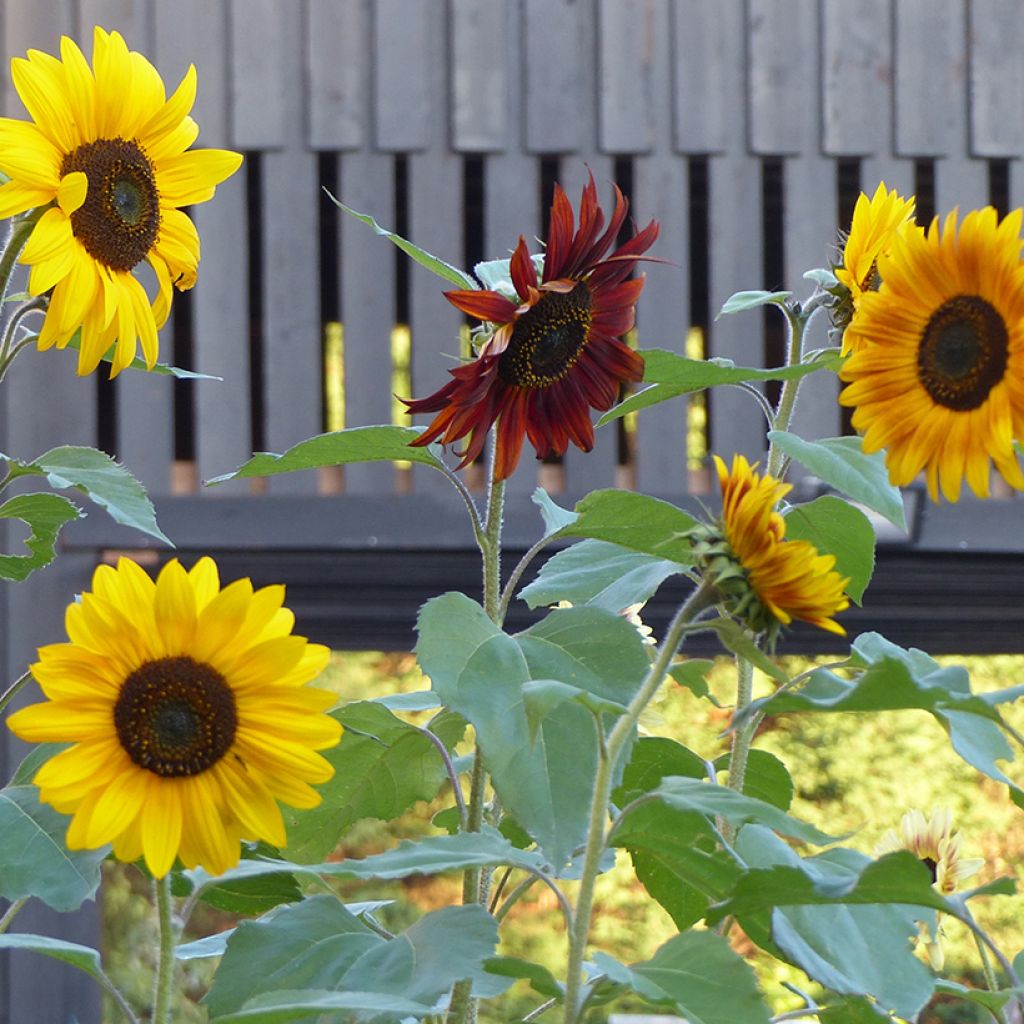 Zonnebloem Evening Sun (zaad) - Helianthus annuus