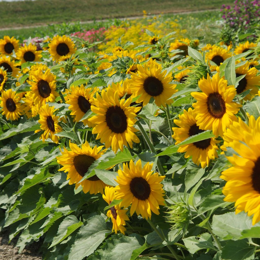 Zonnebloem Little Dorrit F1 (zaad) - Helianthus annuus