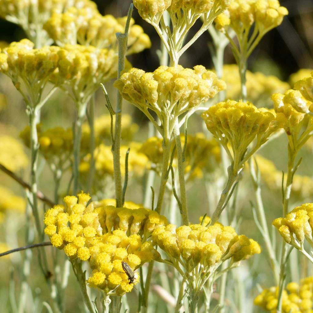Kerrieplant - Helichrysum italicum BIO (jonge planten)