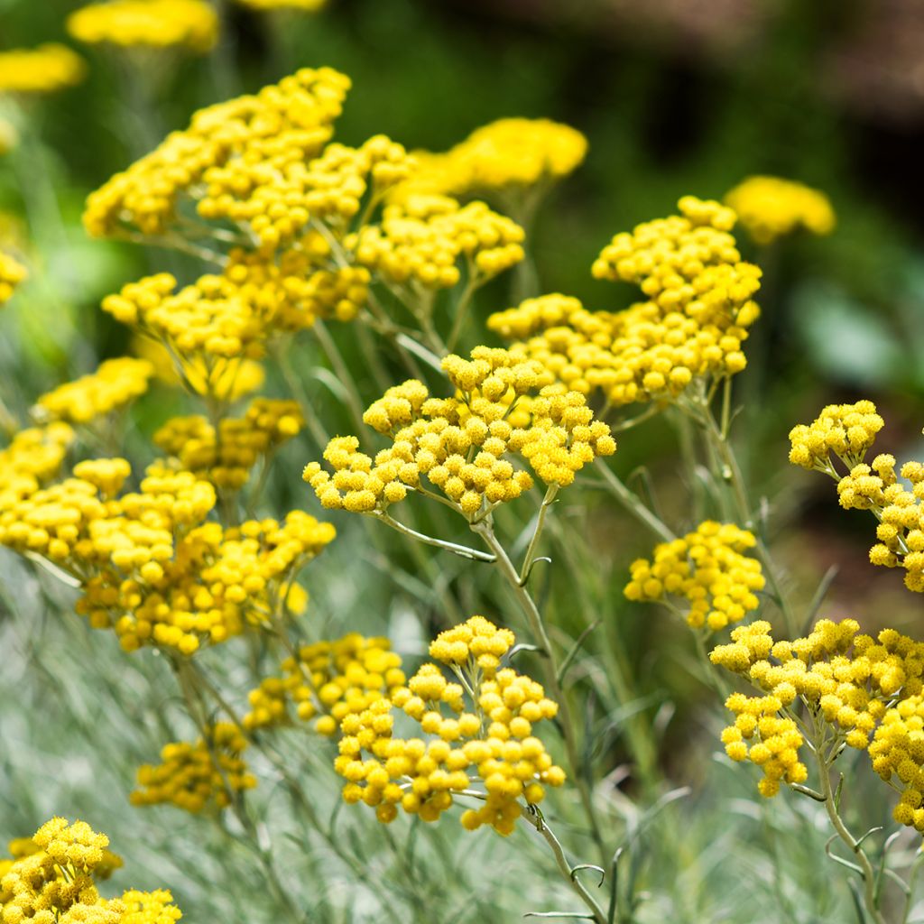 Kerrieplant - Helichrysum italicum BIO (jonge planten)