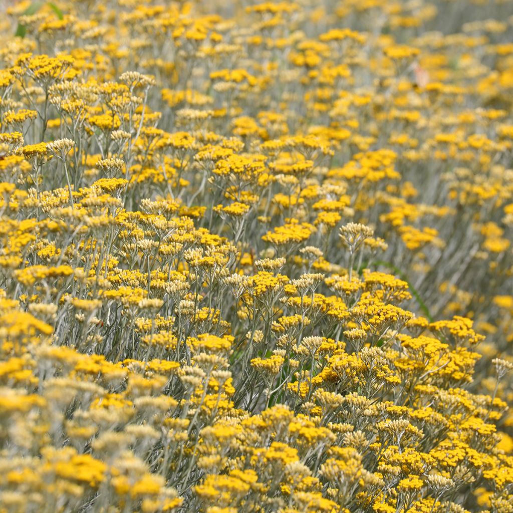 Kerrieplant - Helichrysum italicum
