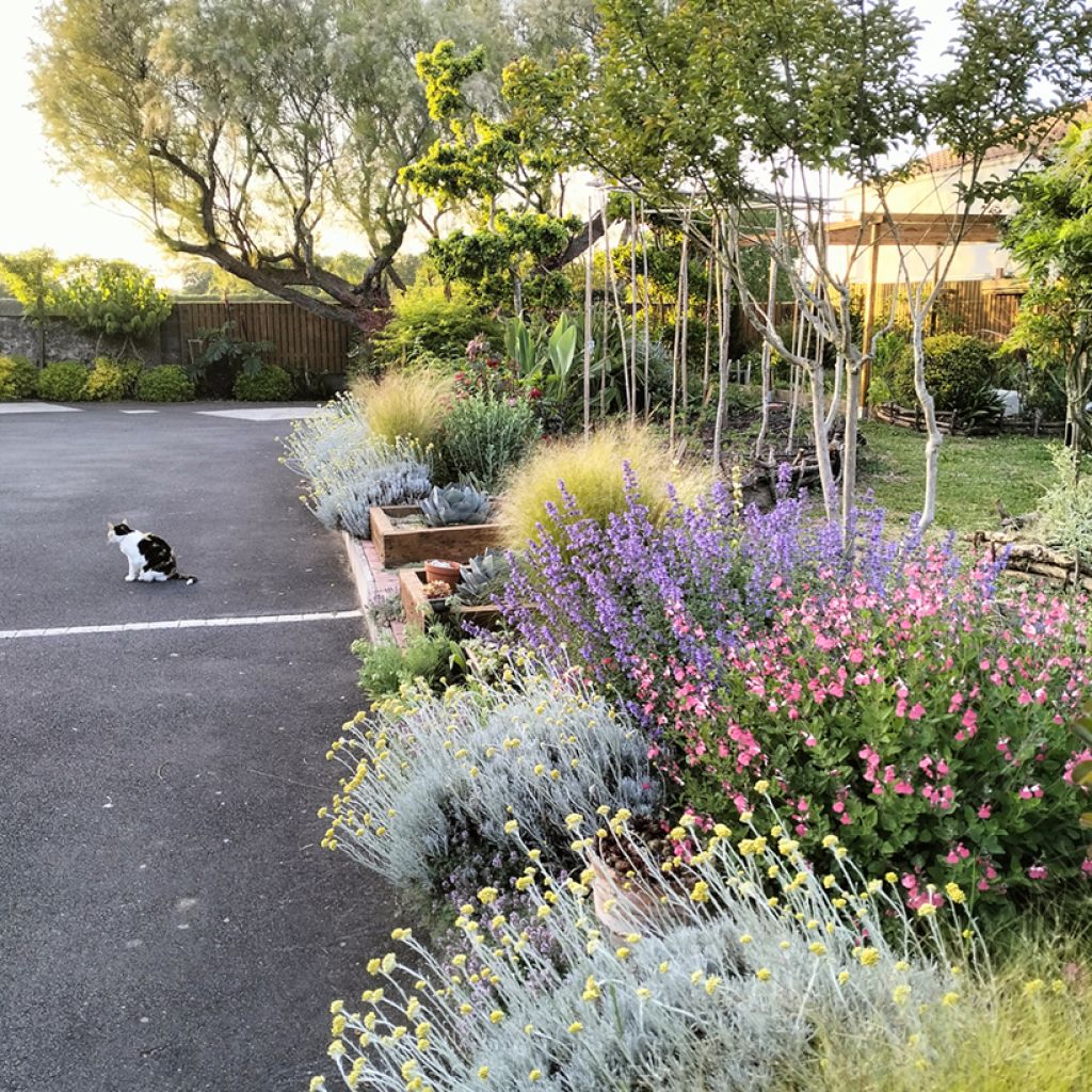 Helichrysum italicum Weisses Wunder - Kerrieplant
