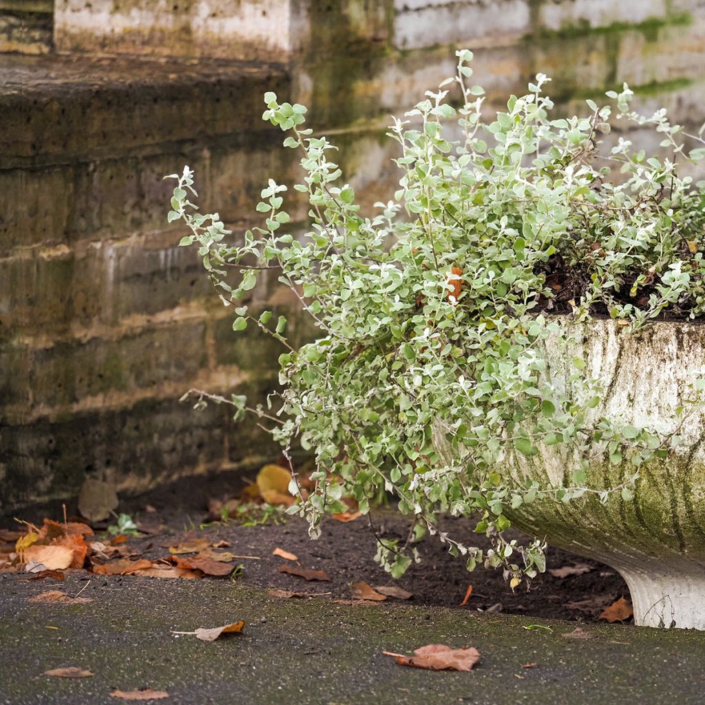 Helichrysum petiolare Silver - Kerrieplant