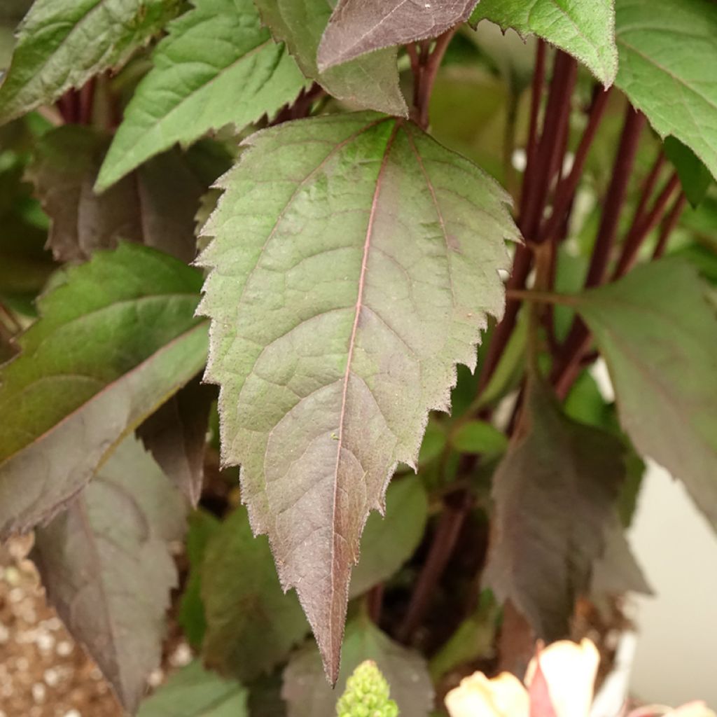 Heliopsis helianthoides Funky Spinner - Zonneoog