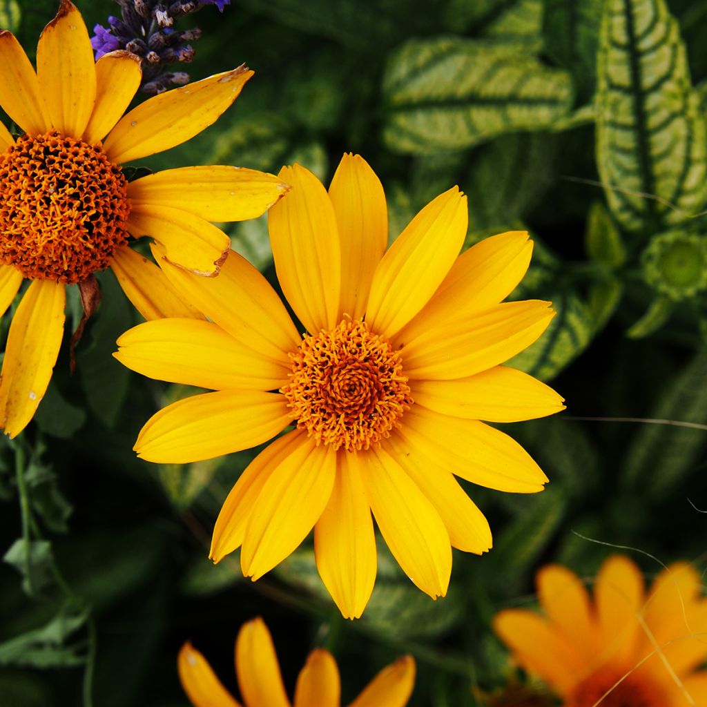 Heliopsis helianthoïdes Loraine Sunshine - Zonneoog