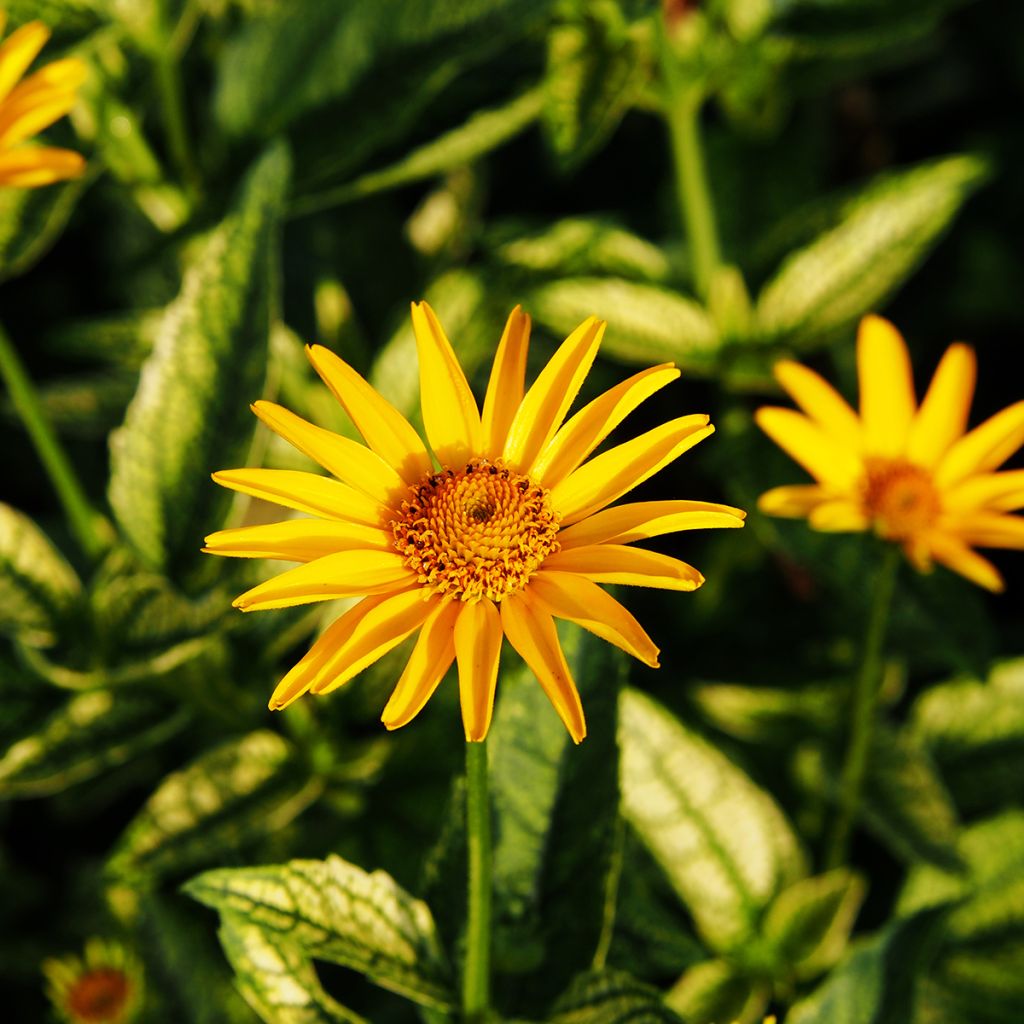 Heliopsis helianthoïdes Loraine Sunshine - Zonneoog