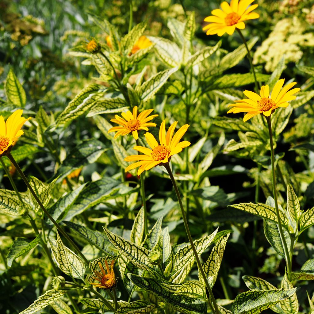 Heliopsis helianthoïdes Loraine Sunshine - Zonneoog