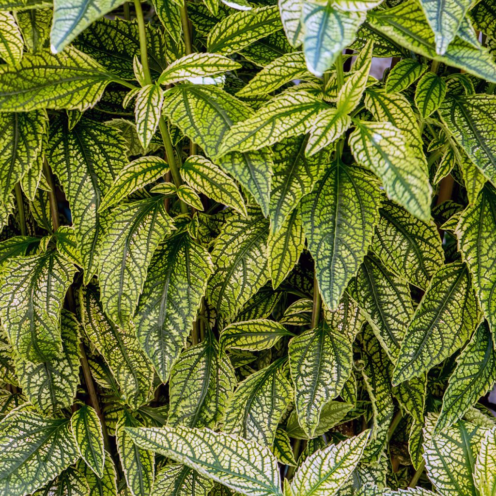 Heliopsis helianthoïdes Loraine Sunshine - Zonneoog