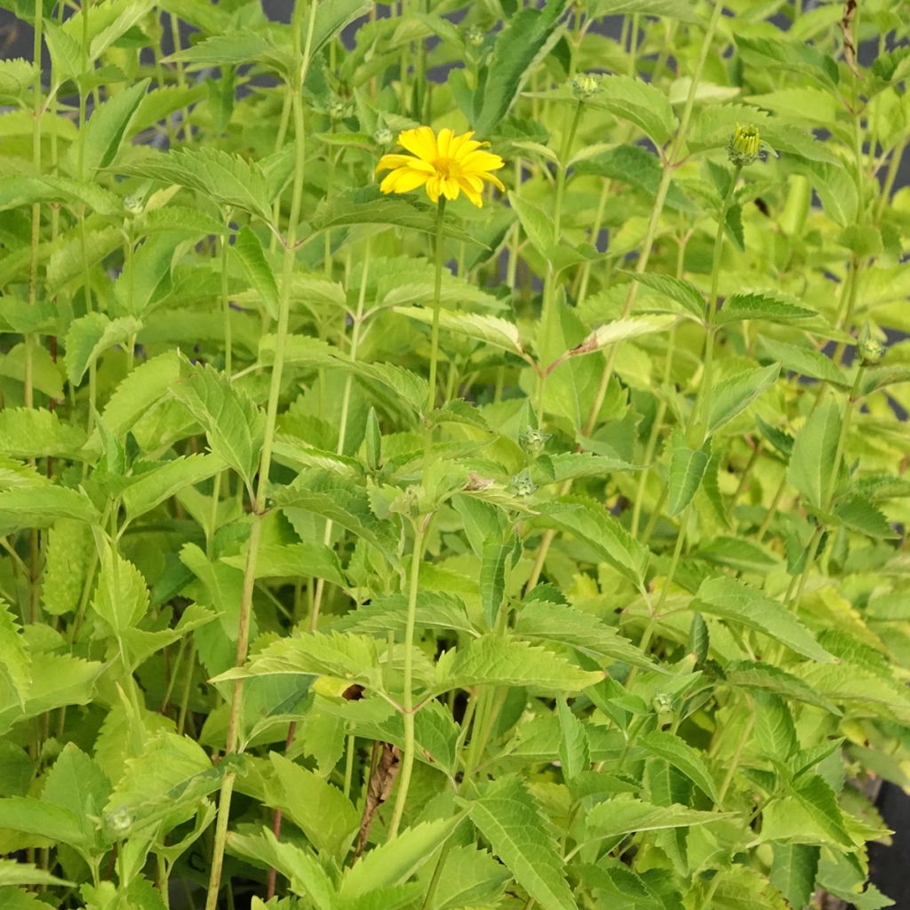 Heliopsis helianthoides Summer Sun - Zonneoog