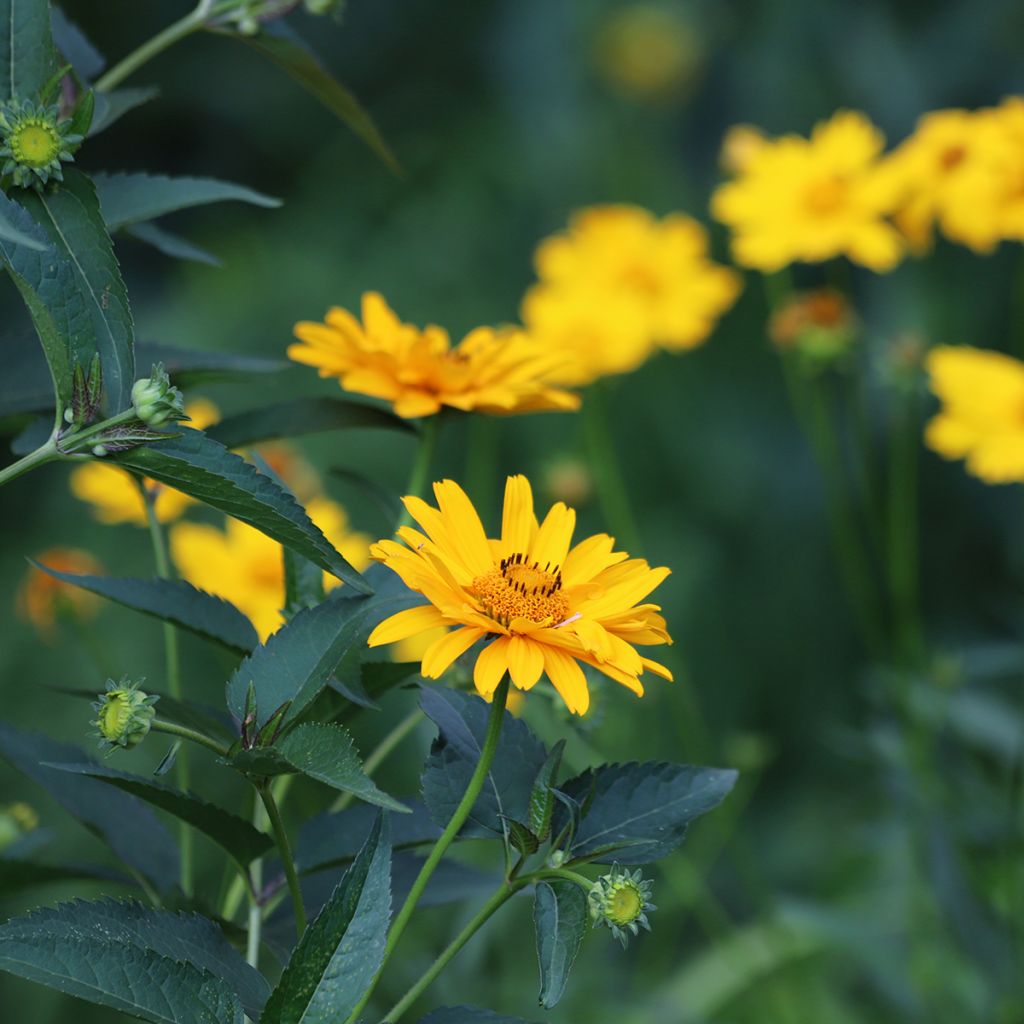 Heliopsis helianthoides Tuscan Sun - Zonneoog
