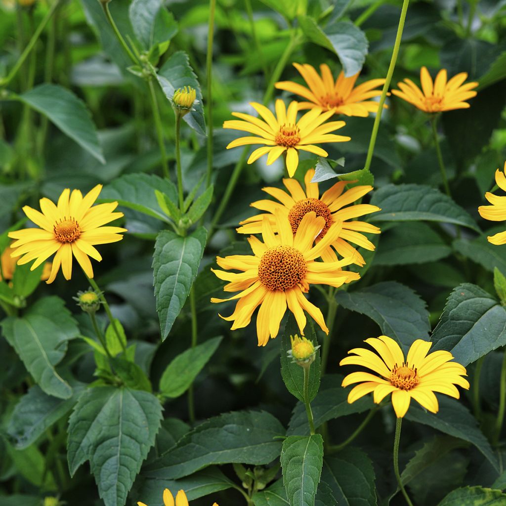 Heliopsis helianthoides Tuscan Sun - Zonneoog