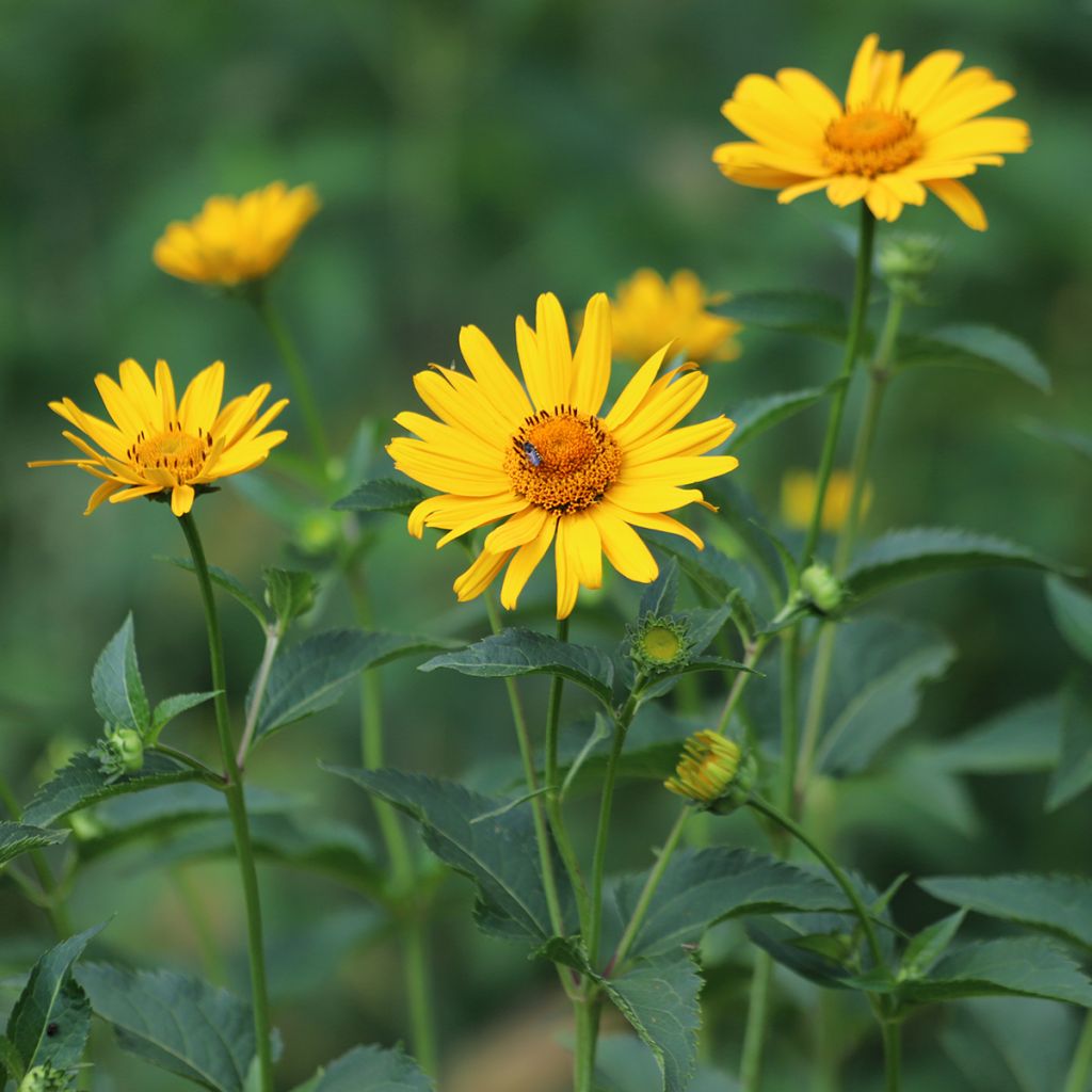 Heliopsis helianthoides Tuscan Sun - Zonneoog