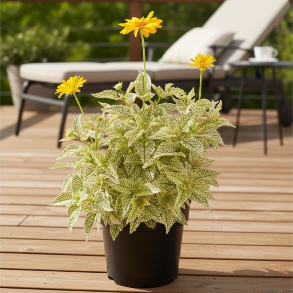 Heliopsis helianthoides Solar Flare - Valse zonnebloem