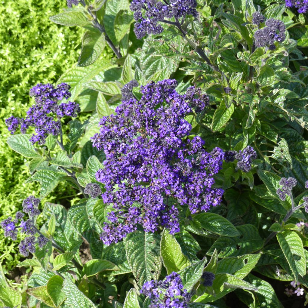 Heliotropium arborescens Marine (zaad) - Heliotroop