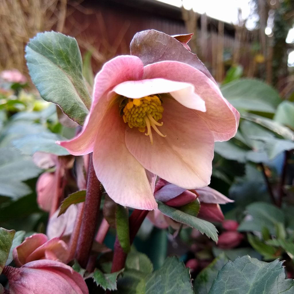 Helleborus ericsmithii - nieskruid