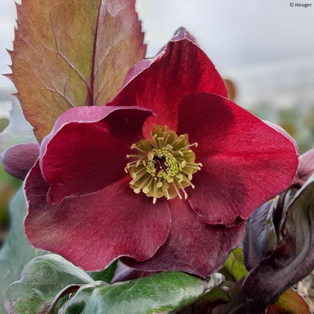 Helleborus HGC Ice N' Roses - lenteroos
