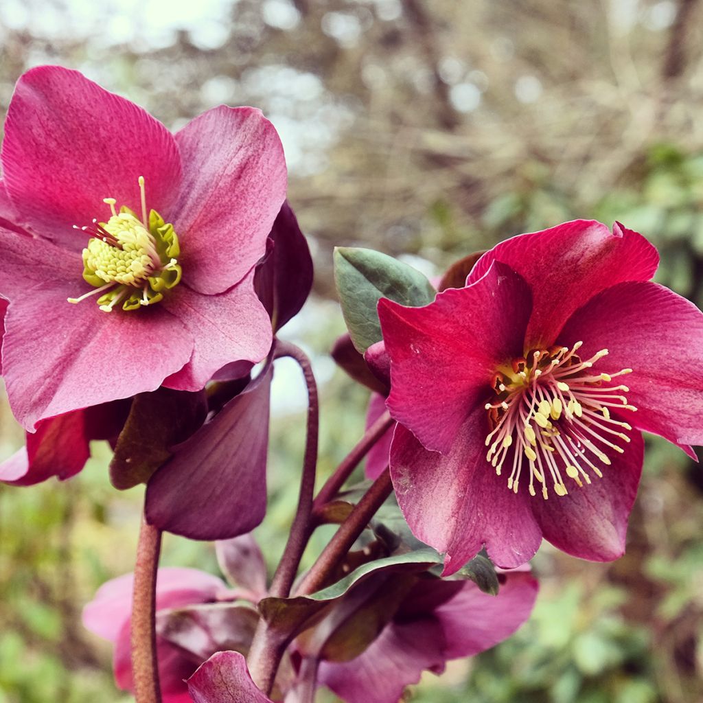Helleborus glandorfensis Ice N' Roses Red - winterroos
