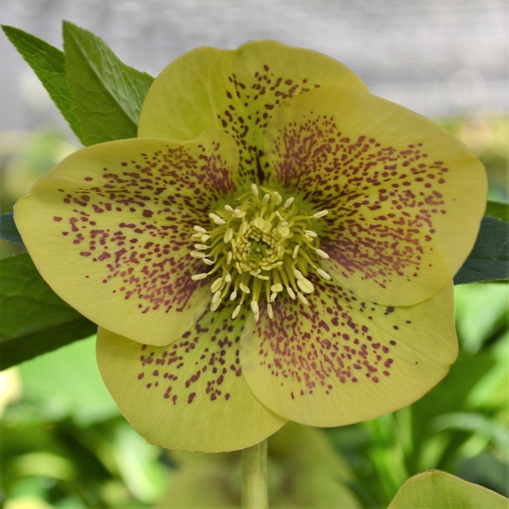 Hellébore ViV® Serafina - Helleborus orientalis
