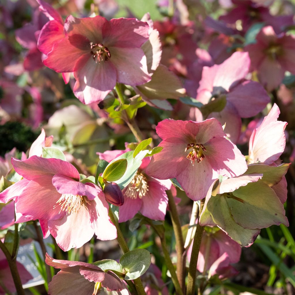 Helleborus Walhero - Nieskruid