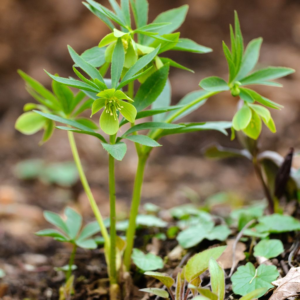 Helleborus dumetorum - nieskruid