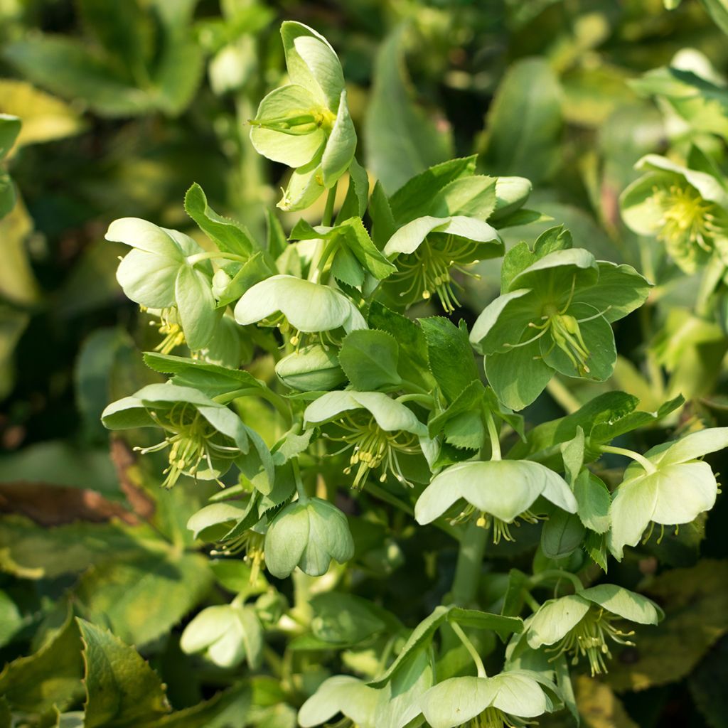 Helleborus dumetorum - nieskruid