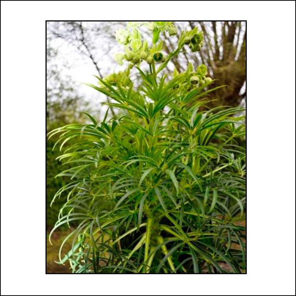 Helleborus foetidus Bowles Form - Stinkend nieskruid