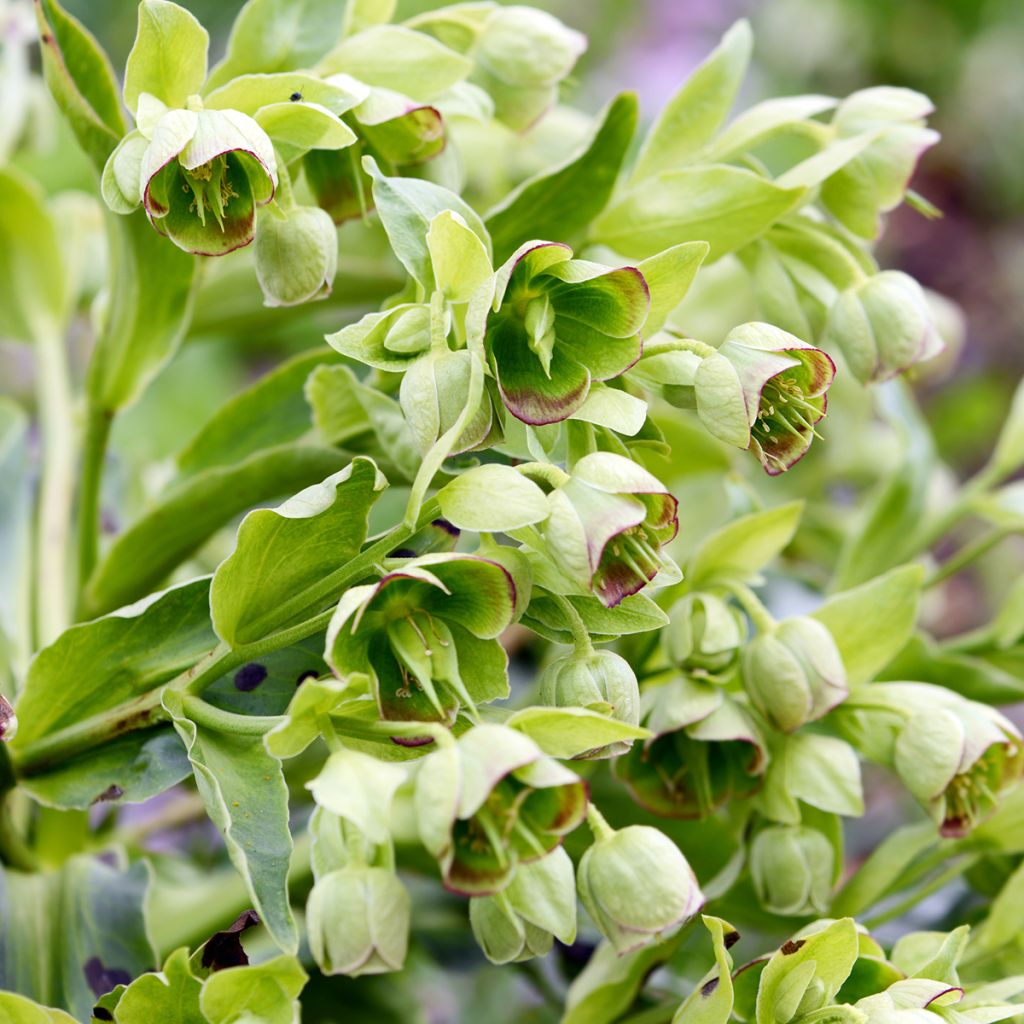 Helleborus foetidus - Stinkend nieskruid