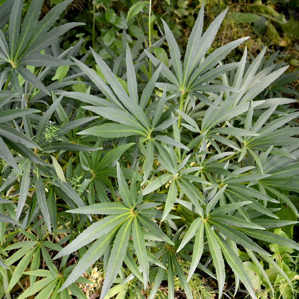 Helleborus foetidus - Stinkend nieskruid